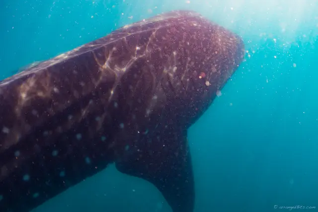 Whale Shark