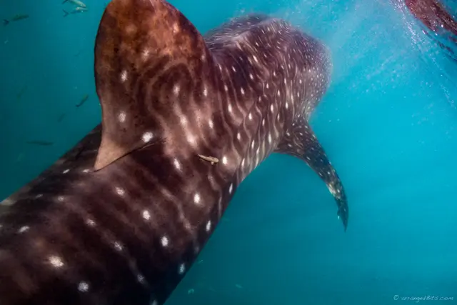 Whale Shark