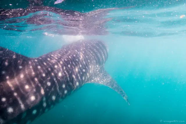 Whale Shark swim by