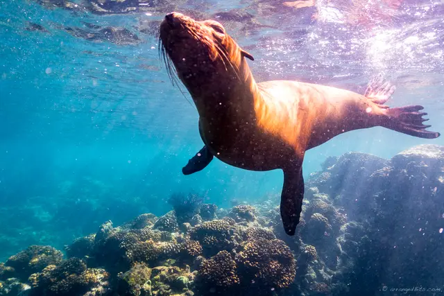 Sea lion getting close
