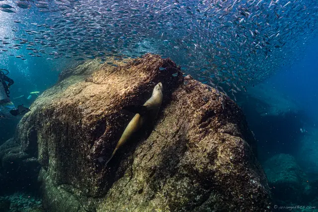 The sardine run