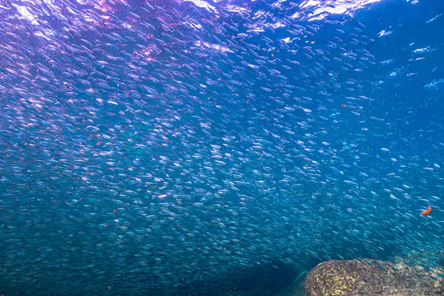 Sardines
