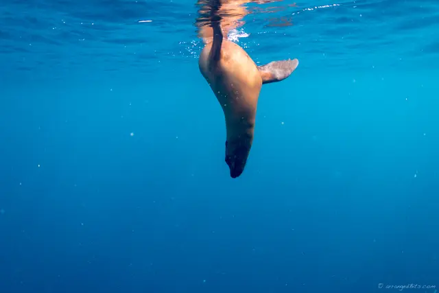 Dive back in