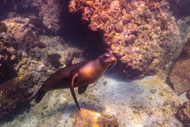 Sea lion