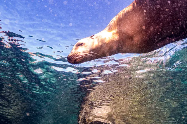 Sea lion