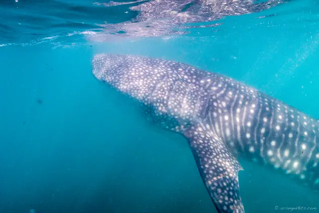 Whale shark