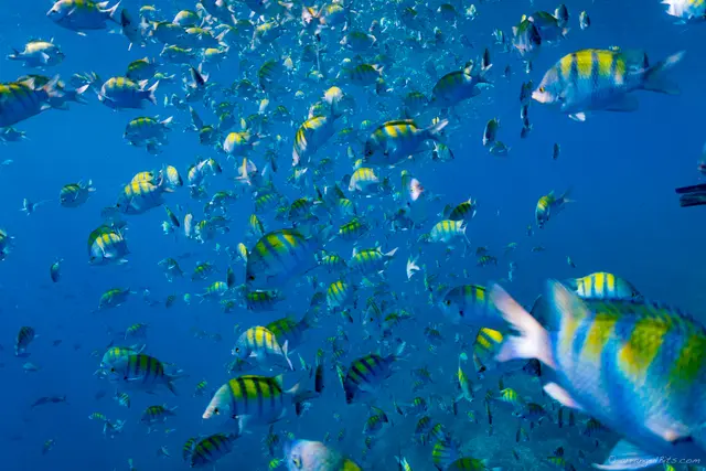 So many fish