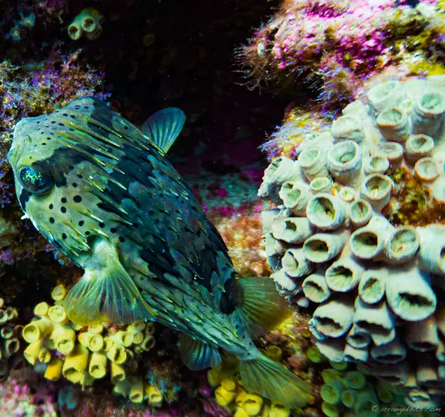 Pufferfish