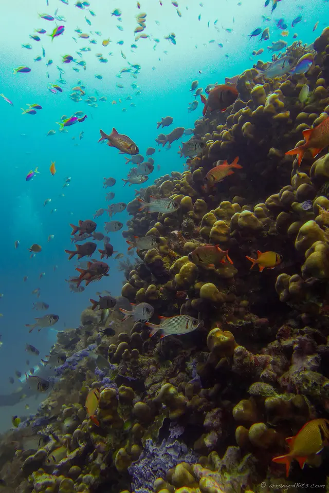 Reef