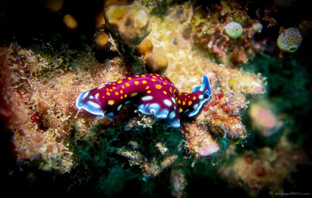 Nudibranch