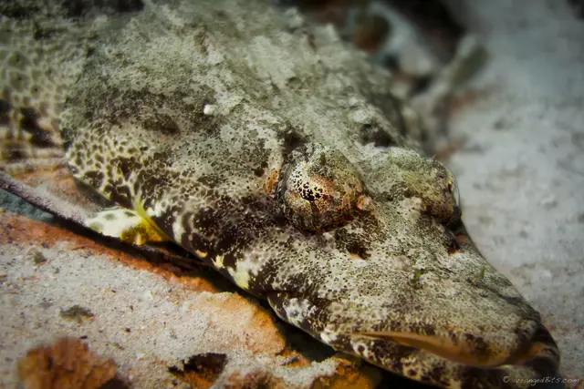 Crocodile fish