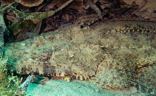 Crocodile fish