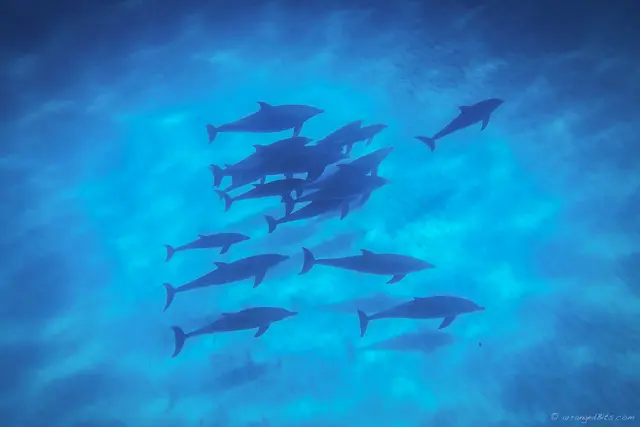 A Pod of Dolphins