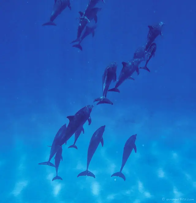 pod deploy dophin