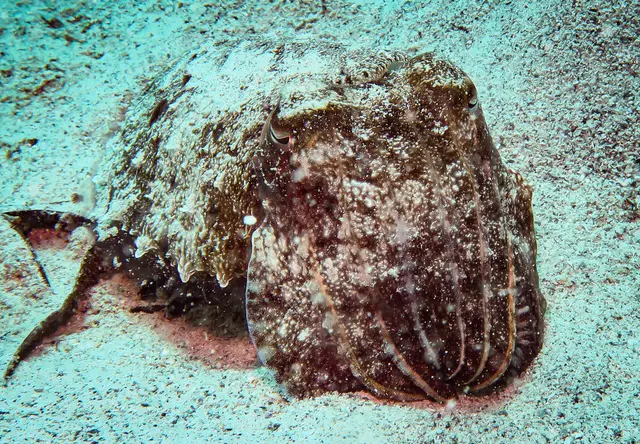 Cuttlefish