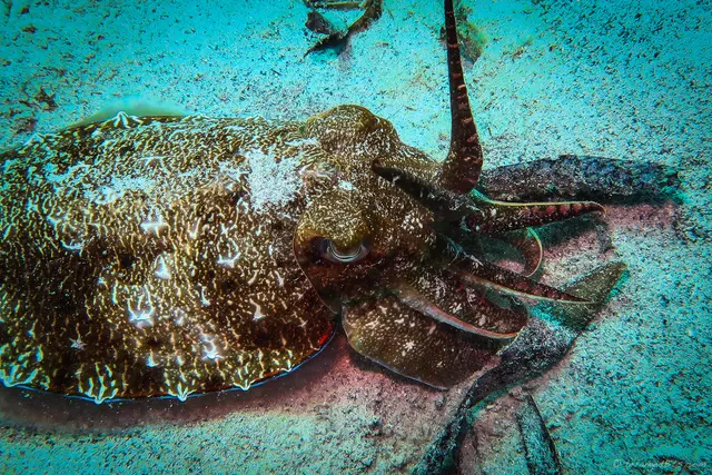 Cuttlefish