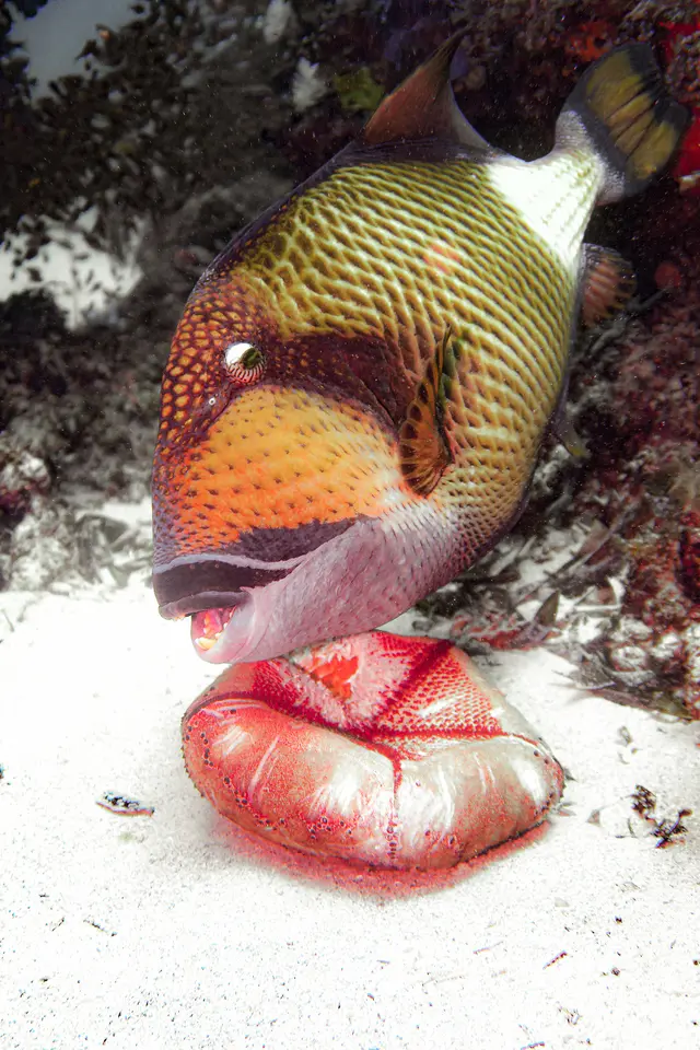 Chomping on some coral