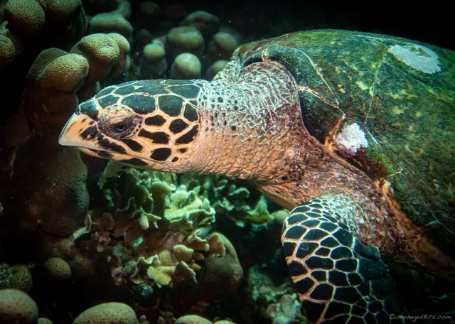 Turtle