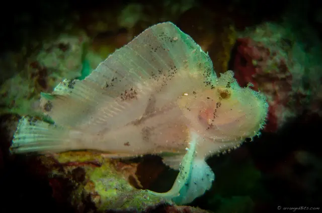 Some exotic fish