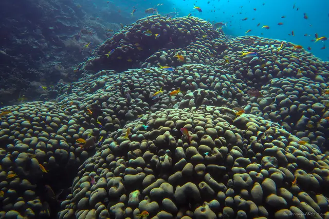 Reef