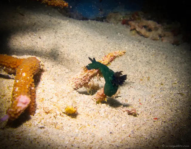 Nudibranch
