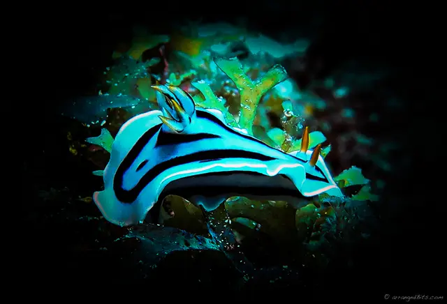 Neon Nudibranch