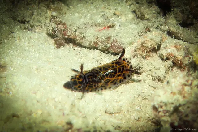 Nudibranch