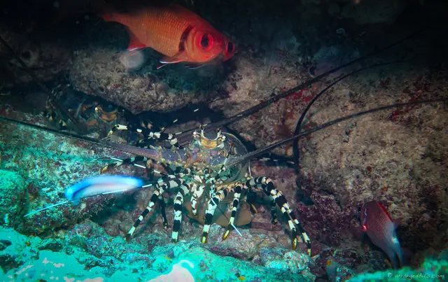 Lobster