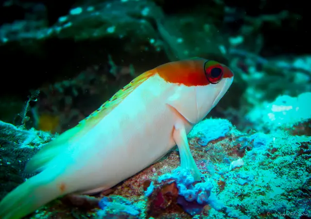 Poser fish