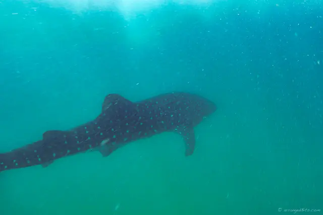 Whale Shark