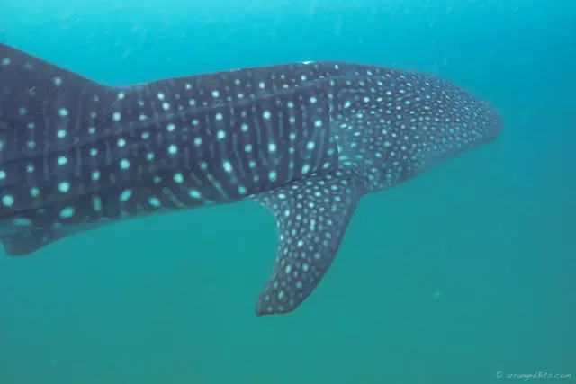Whale Shark
