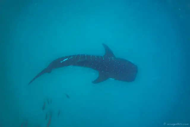 Whale Shark