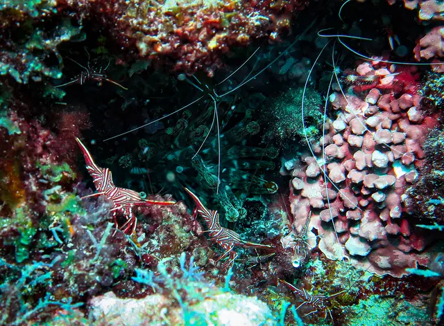 Shrimp hideout