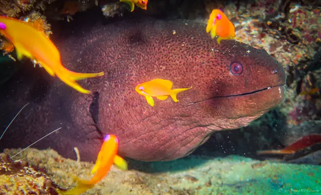 Eel