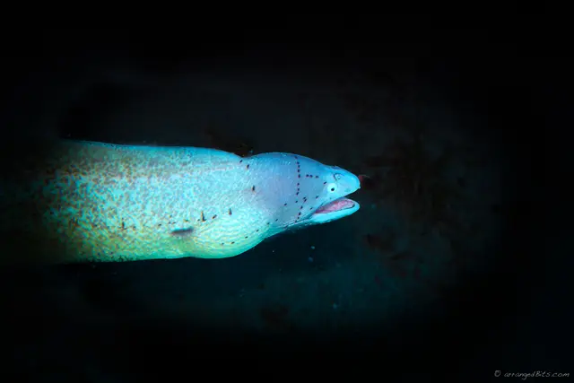 Ghost Eel