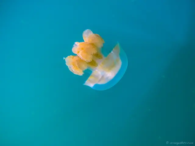 One Jelly