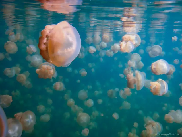 Jelly Fish lake