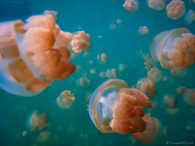 Jellies everywhere