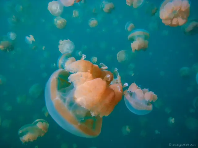 Jellies everywhere