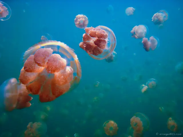 Jellies everywhere