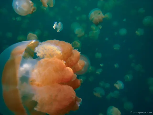 Jellies everywhere