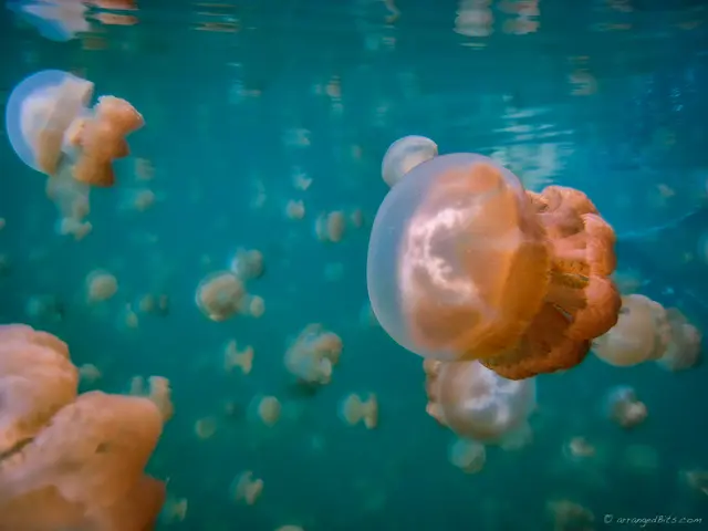 Jellies everywhere