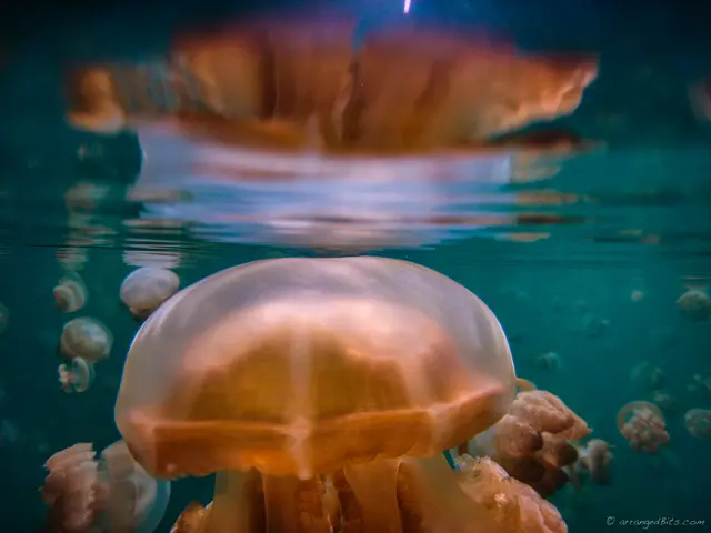 Jelly kissing the surface