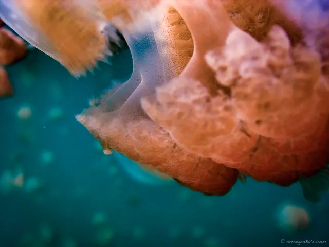 Jellyfish upclose
