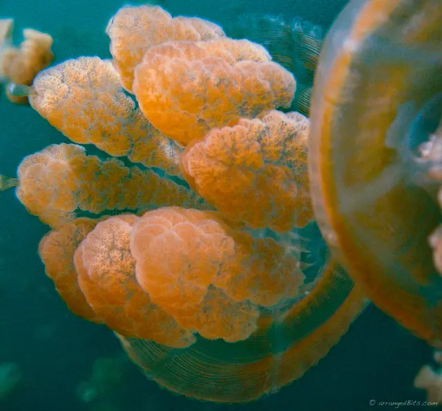 Jellyfish upclose