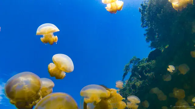 Sky Jellies