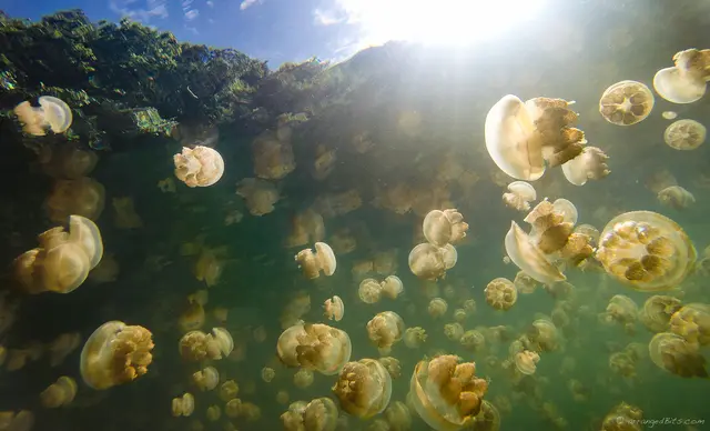 Jellyfish