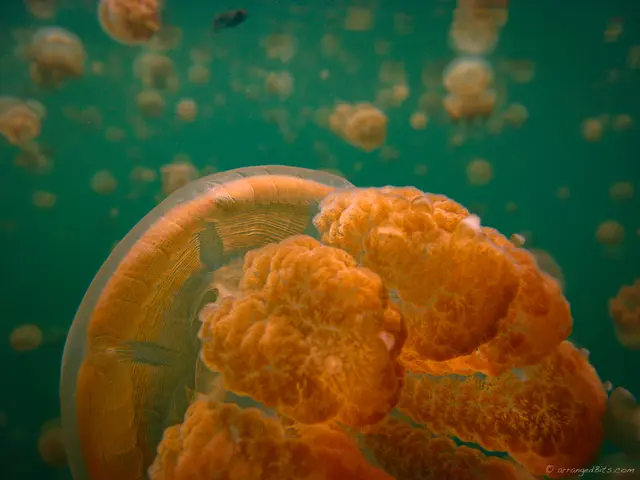 Jellyfish upclose