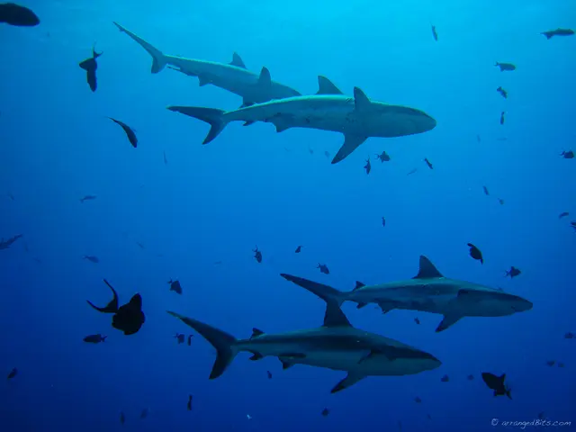 Sharks Crusing