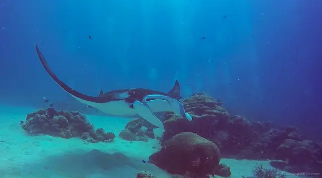 Manta Ray fly by